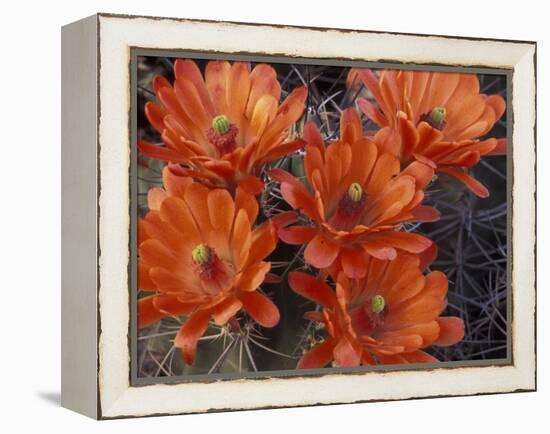 Claret Cup Cactus Flowers, San Xavier, Arizona, USA-Jamie & Judy Wild-Framed Premier Image Canvas