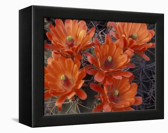 Claret Cup Cactus Flowers, San Xavier, Arizona, USA-Jamie & Judy Wild-Framed Premier Image Canvas