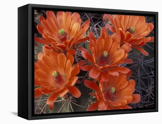 Claret Cup Cactus Flowers, San Xavier, Arizona, USA-Jamie & Judy Wild-Framed Premier Image Canvas