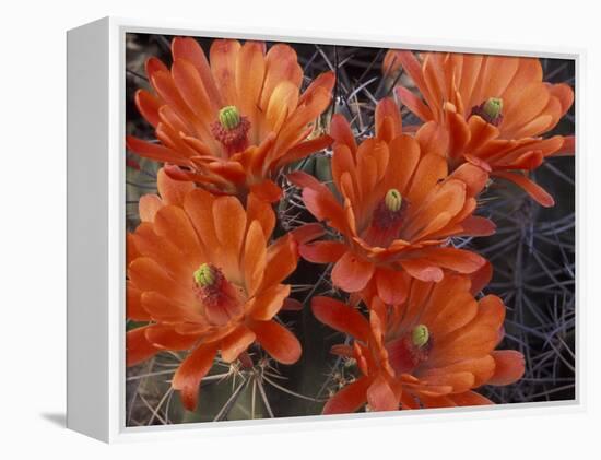 Claret Cup Cactus Flowers, San Xavier, Arizona, USA-Jamie & Judy Wild-Framed Premier Image Canvas