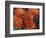 Claret Cup Cactus Flowers, San Xavier, Arizona, USA-Jamie & Judy Wild-Framed Photographic Print