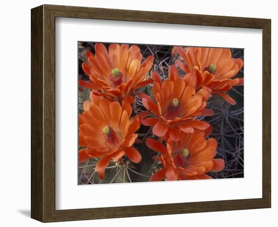 Claret Cup Cactus Flowers, San Xavier, Arizona, USA-Jamie & Judy Wild-Framed Photographic Print