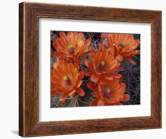 Claret Cup Cactus Flowers, San Xavier, Arizona, USA-Jamie & Judy Wild-Framed Photographic Print