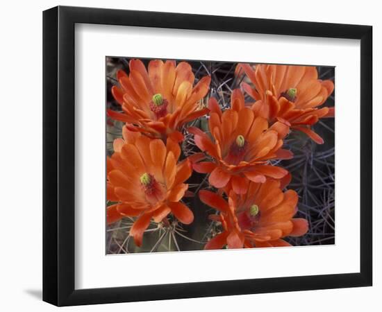Claret Cup Cactus Flowers, San Xavier, Arizona, USA-Jamie & Judy Wild-Framed Photographic Print