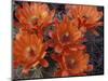 Claret Cup Cactus Flowers, San Xavier, Arizona, USA-Jamie & Judy Wild-Mounted Photographic Print