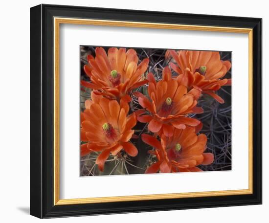 Claret Cup Cactus Flowers, San Xavier, Arizona, USA-Jamie & Judy Wild-Framed Photographic Print