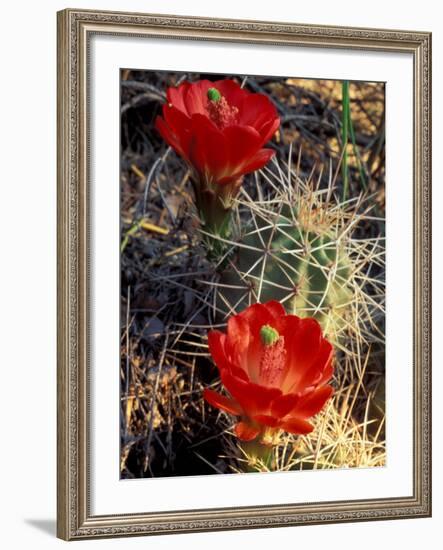 Claret Cup Cactus, Monument Canyon, Colorado National Monument, Colorado, USA-Jerry & Marcy Monkman-Framed Photographic Print