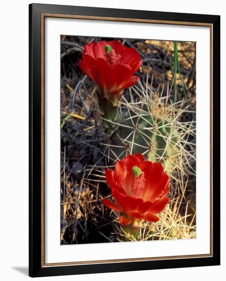 Claret Cup Cactus, Monument Canyon, Colorado National Monument, Colorado, USA-Jerry & Marcy Monkman-Framed Photographic Print