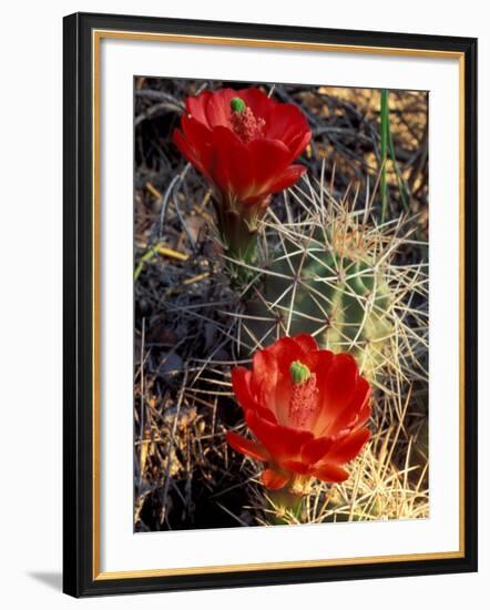 Claret Cup Cactus, Monument Canyon, Colorado National Monument, Colorado, USA-Jerry & Marcy Monkman-Framed Photographic Print