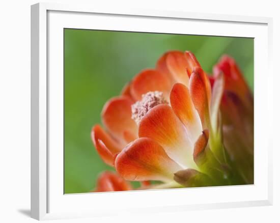 Claret Cup Cactus, Texas, Usa-Julie Eggers-Framed Photographic Print