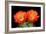 Claret Cup Flowers-Douglas Taylor-Framed Photographic Print