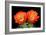 Claret Cup Flowers-Douglas Taylor-Framed Photographic Print