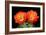 Claret Cup Flowers-Douglas Taylor-Framed Photographic Print