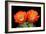 Claret Cup Flowers-Douglas Taylor-Framed Photographic Print