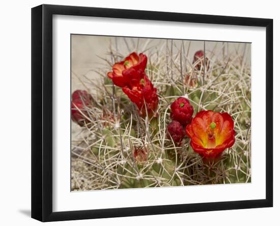 Claret Cup or Mojave Mound Cactus in Bloom, Mojave National Preserve, California, Usa-Rob Sheppard-Framed Photographic Print