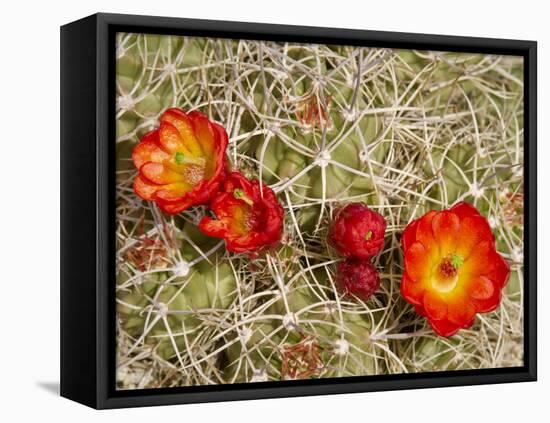 Claret Cup or Mojave Mound Cactus in Bloom, Mojave National Preserve, California, Usa-Rob Sheppard-Framed Premier Image Canvas