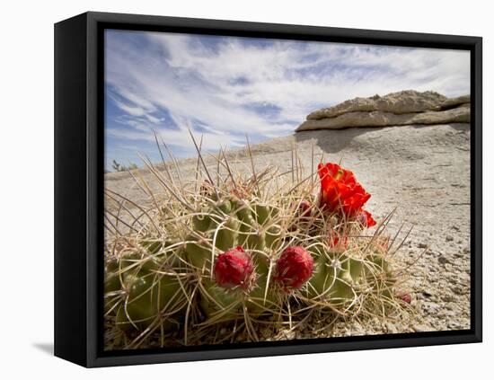 Claret Cup or Mojave Mound Cactus in Bloom, Mojave National Preserve, California, Usa-Rob Sheppard-Framed Premier Image Canvas