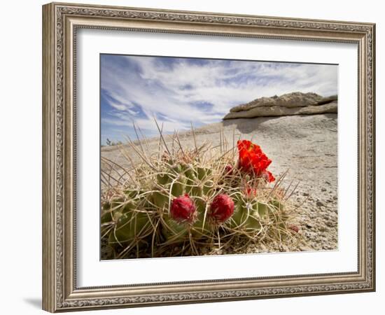 Claret Cup or Mojave Mound Cactus in Bloom, Mojave National Preserve, California, Usa-Rob Sheppard-Framed Photographic Print