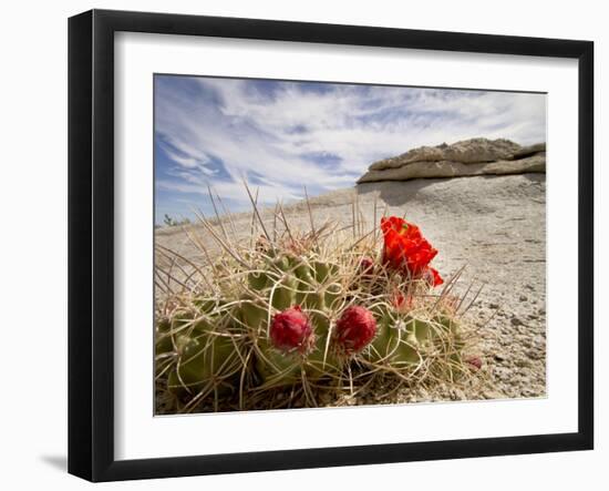 Claret Cup or Mojave Mound Cactus in Bloom, Mojave National Preserve, California, Usa-Rob Sheppard-Framed Photographic Print