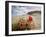 Claret Cup or Mojave Mound Cactus in Bloom, Mojave National Preserve, California, Usa-Rob Sheppard-Framed Photographic Print