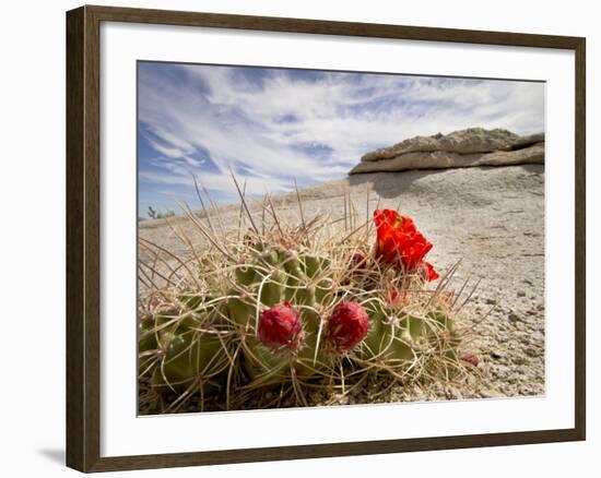 Claret Cup or Mojave Mound Cactus in Bloom, Mojave National Preserve, California, Usa-Rob Sheppard-Framed Photographic Print