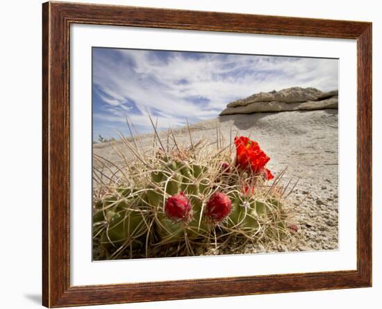 Claret Cup or Mojave Mound Cactus in Bloom, Mojave National Preserve, California, Usa-Rob Sheppard-Framed Photographic Print