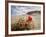 Claret Cup or Mojave Mound Cactus in Bloom, Mojave National Preserve, California, Usa-Rob Sheppard-Framed Photographic Print