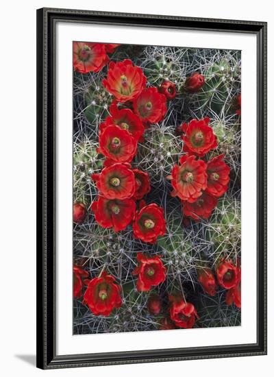 Claret Cup-Michael Greene-Framed Giclee Print