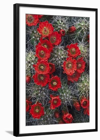 Claret Cup-Michael Greene-Framed Giclee Print