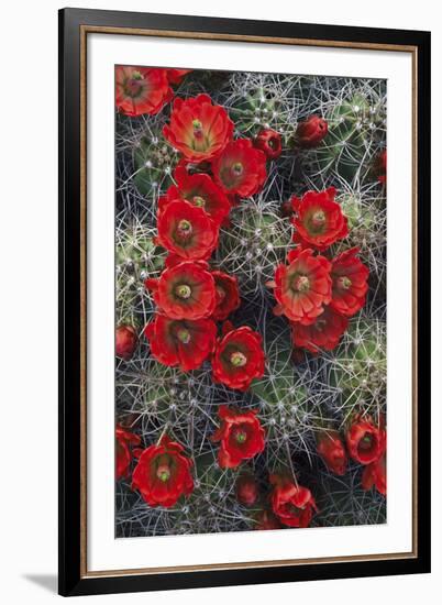 Claret Cup-Michael Greene-Framed Giclee Print