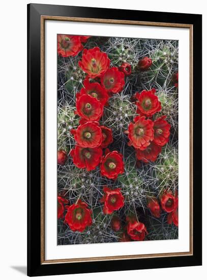 Claret Cup-Michael Greene-Framed Giclee Print