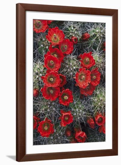 Claret Cup-Michael Greene-Framed Giclee Print