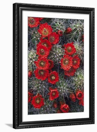 Claret Cup-Michael Greene-Framed Giclee Print