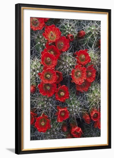 Claret Cup-Michael Greene-Framed Giclee Print