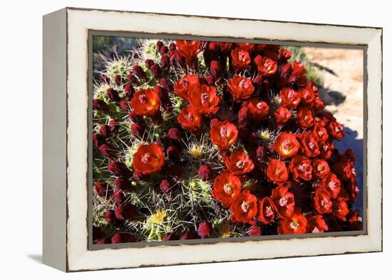 Claretcup Cactus (Echinocereus Triglochidiatus) in Bloom-Richard Wright-Framed Premier Image Canvas