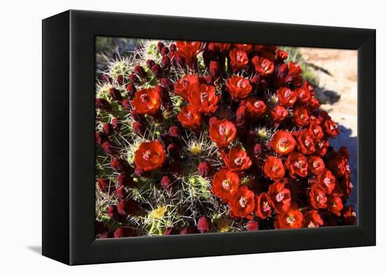 Claretcup Cactus (Echinocereus Triglochidiatus) in Bloom-Richard Wright-Framed Premier Image Canvas