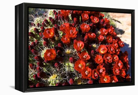 Claretcup Cactus (Echinocereus Triglochidiatus) in Bloom-Richard Wright-Framed Premier Image Canvas