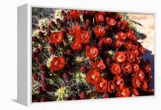 Claretcup Cactus (Echinocereus Triglochidiatus) in Bloom-Richard Wright-Framed Premier Image Canvas