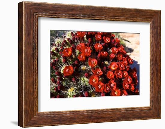 Claretcup Cactus (Echinocereus Triglochidiatus) in Bloom-Richard Wright-Framed Photographic Print