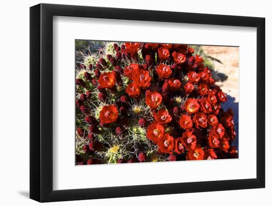 Claretcup Cactus (Echinocereus Triglochidiatus) in Bloom-Richard Wright-Framed Photographic Print