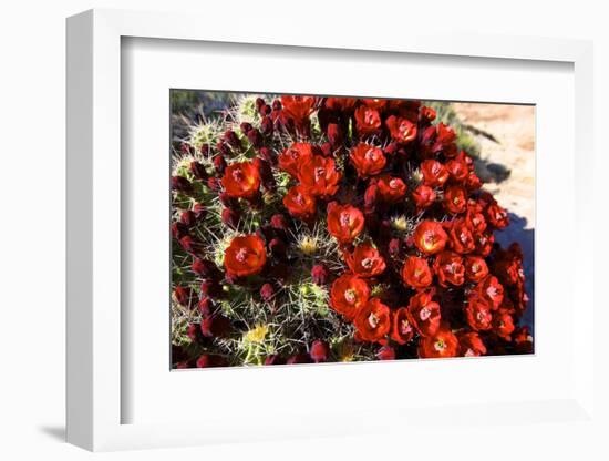 Claretcup Cactus (Echinocereus Triglochidiatus) in Bloom-Richard Wright-Framed Photographic Print