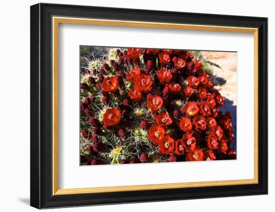 Claretcup Cactus (Echinocereus Triglochidiatus) in Bloom-Richard Wright-Framed Photographic Print