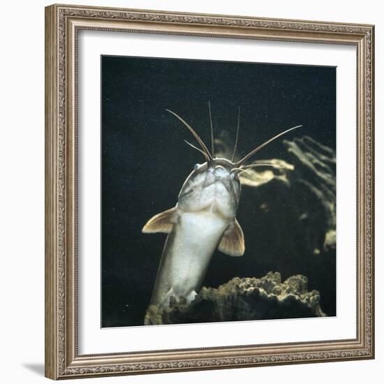 Clarias Catfish Showing Barbels-Jane Burton-Framed Photographic Print