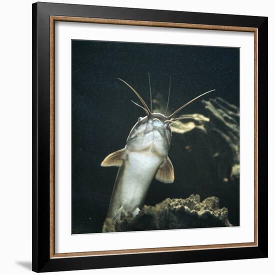 Clarias Catfish Showing Barbels-Jane Burton-Framed Photographic Print