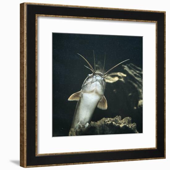 Clarias Catfish Showing Barbels-Jane Burton-Framed Photographic Print