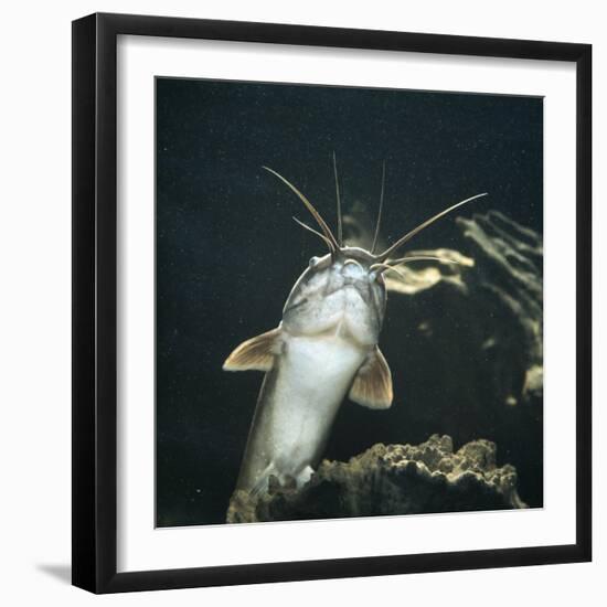 Clarias Catfish Showing Barbels-Jane Burton-Framed Photographic Print