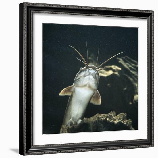 Clarias Catfish Showing Barbels-Jane Burton-Framed Photographic Print