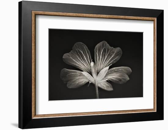 clarity,2019,(photography)-Alex Caminker-Framed Photographic Print