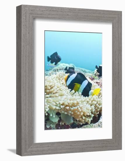 Clark's Anemonefish (Amphiprion Clarkii,) Southern Thailand, Andaman Sea, Indian Ocean, Asia-Andrew Stewart-Framed Photographic Print