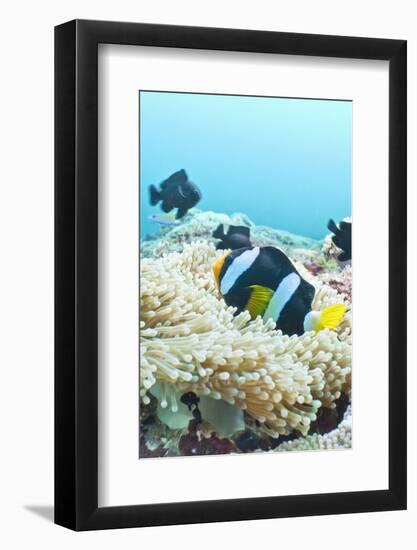 Clark's Anemonefish (Amphiprion Clarkii,) Southern Thailand, Andaman Sea, Indian Ocean, Asia-Andrew Stewart-Framed Photographic Print
